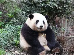 猫坐车表情包 猫坐车表情包